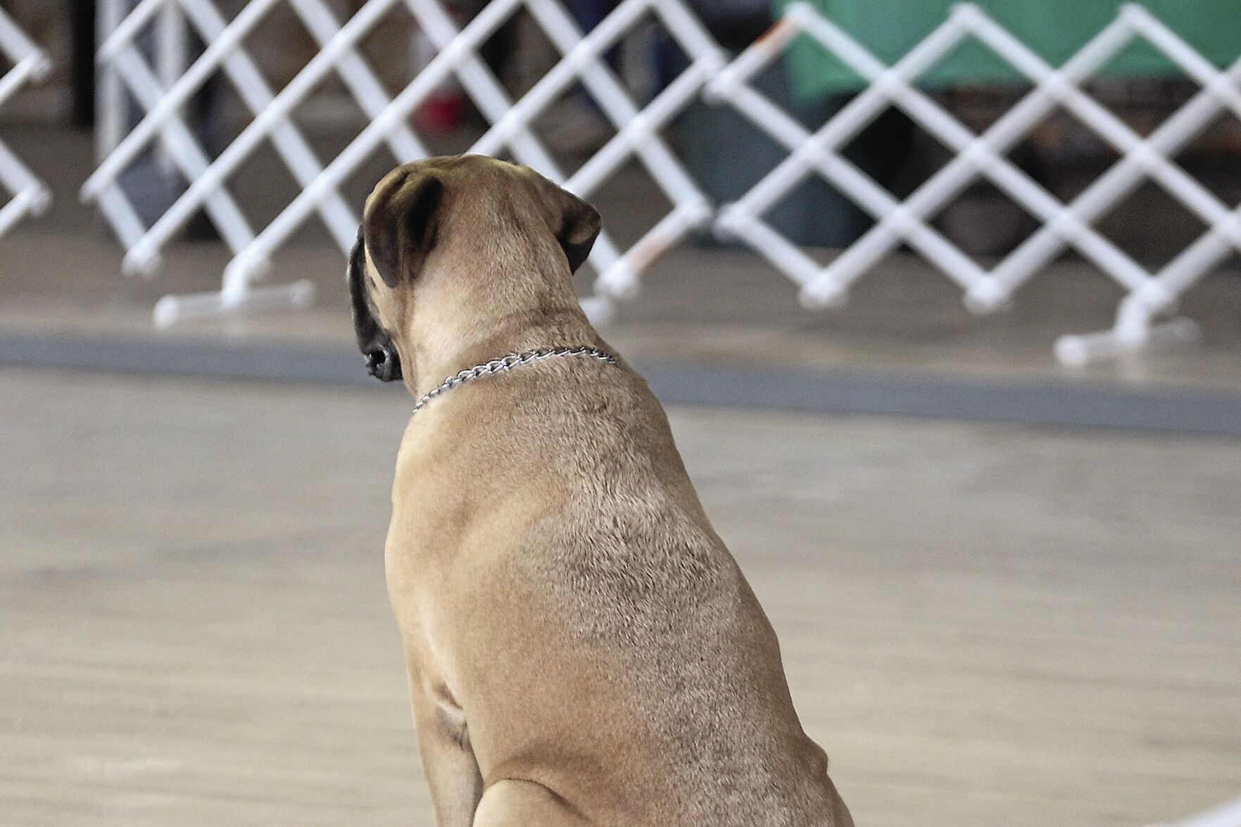 PHOTOS: Scotts Bluff County Fair Dog Show 2020